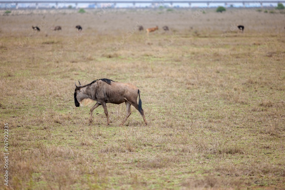 Naklejka premium Large, African wildebeest walking in a vast, open grassy field
