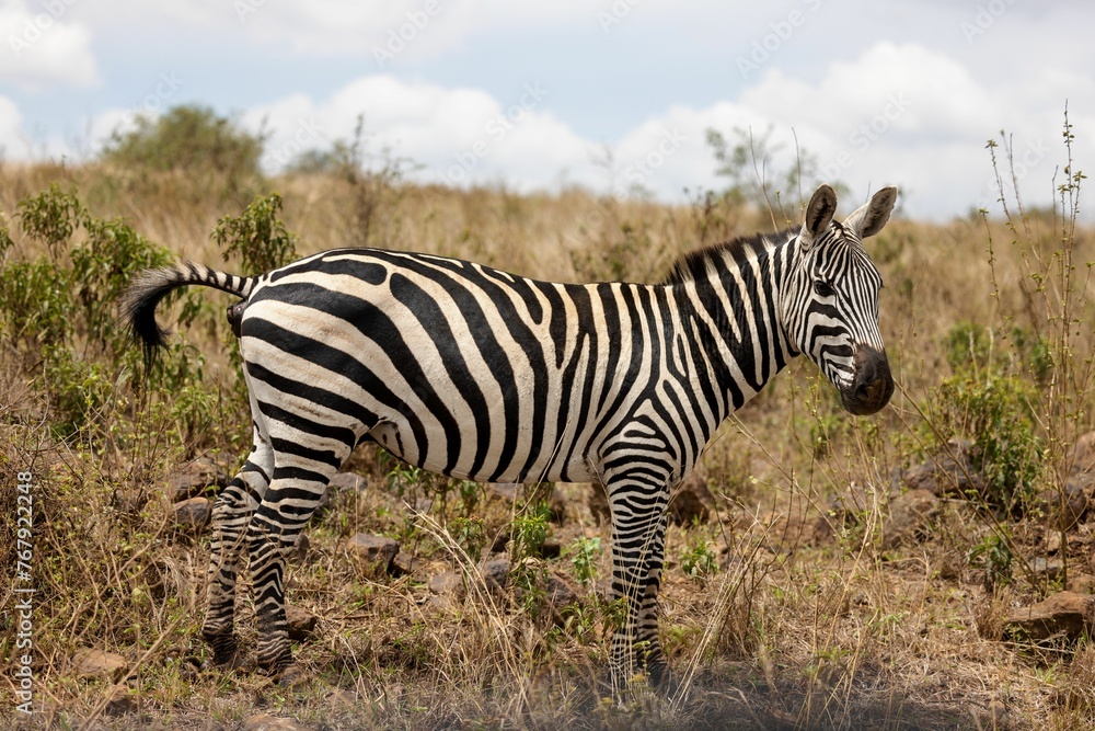 the zebra is standing on the dry grass in the wild the zebra is standing on the dry grass in the wild