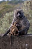 Close-up photo of a mother baboon cradling her newborn baby in her arms