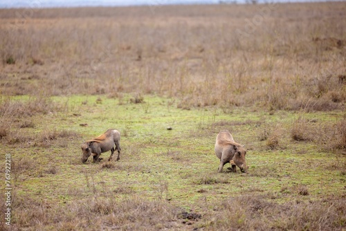 Common warthogs grazing in an expansive grassy field © Wirestock