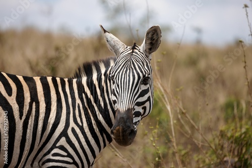 a close up of a zebra in a field with dry grass