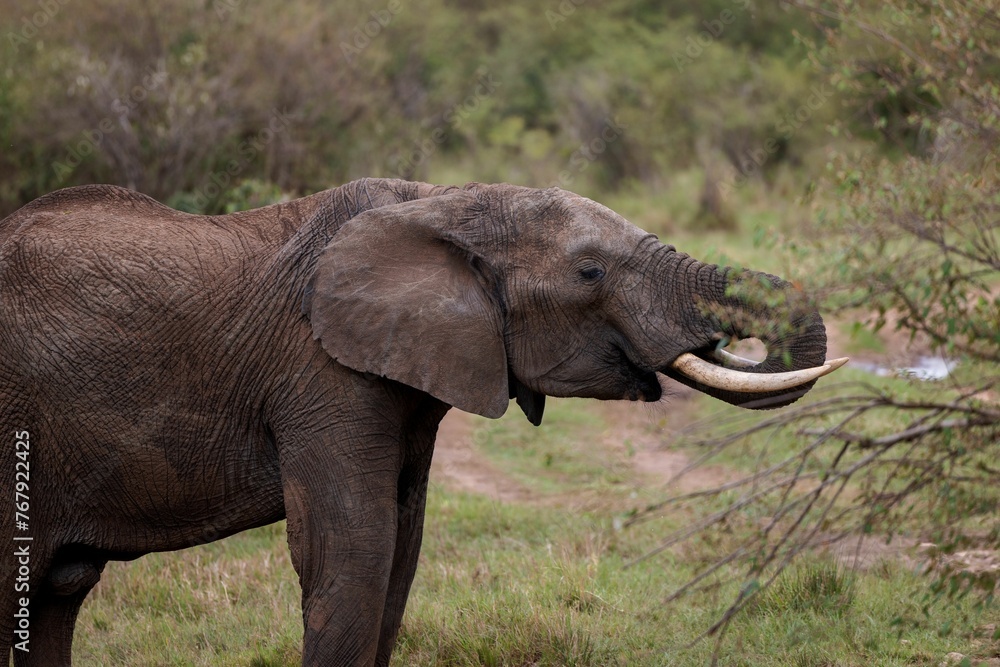 an elephant stands near a small tree and looks at something an elephant stands near a small tree and looks at something