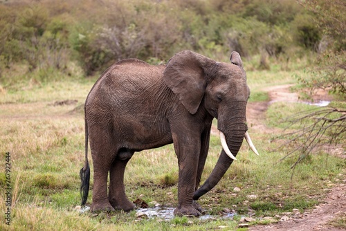an elephant drinking water off a small puddle in the grass