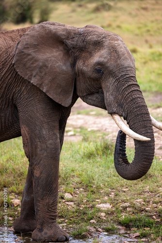 Majestic elephant captured in its natural habitat, standing in a lush field of grass