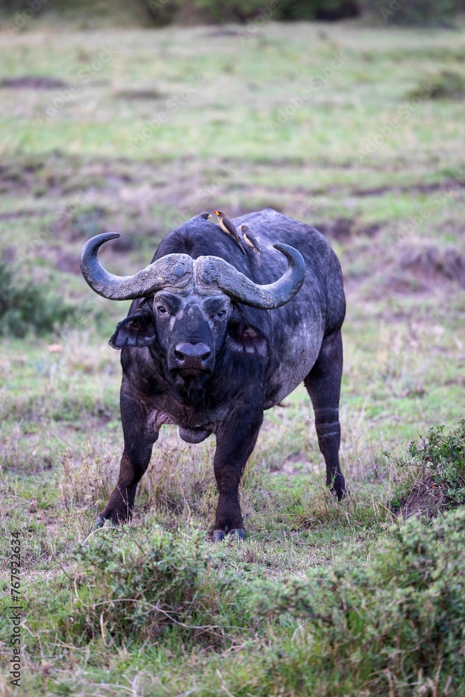 Obraz premium Large African buffalo on a grassy field in a majestic pose, its horns extending outwards