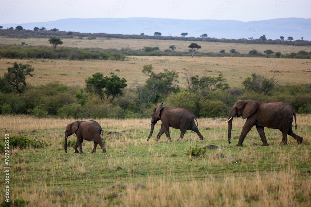 African elephant family of a mother and two calves walking leisurely across a lush grassy field African elephant family of a mother and two calves walking leisurely across a lush grassy field