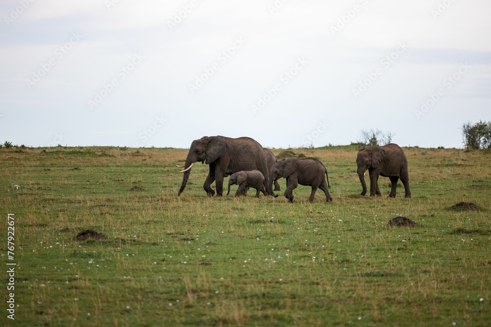 Fototapeta premium African elephant family of a mother and two calves walking leisurely across a lush grassy field