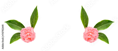Balsam flowers isolated on white. Wide photo. Collage. Free space for text.