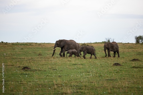 African elephant family of a mother and two calves walking leisurely across a lush grassy field