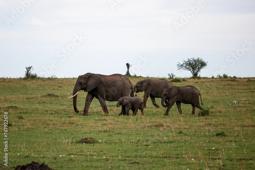 Herd of African elephants standing in a grassy field on a cloudy day