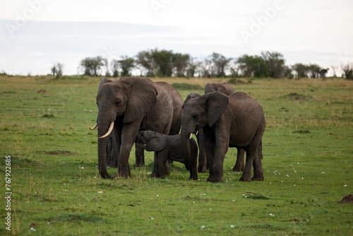 Herd of African elephants walking in a grassy field on a cloudy day