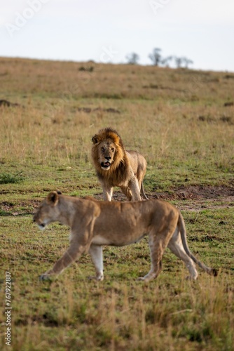 Vertical shot of a lion with a blurred foreground of a lioness on the African Savannah © Wirestock