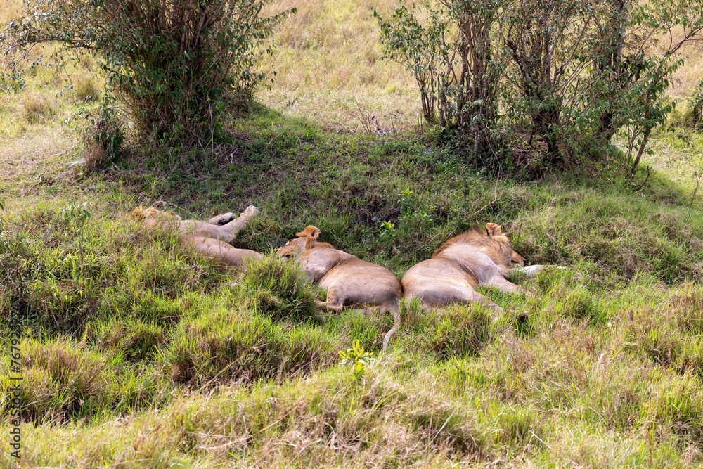 lions lay in the wild on the grassy hill, with trees lions lay in the wild on the grassy hill, with trees