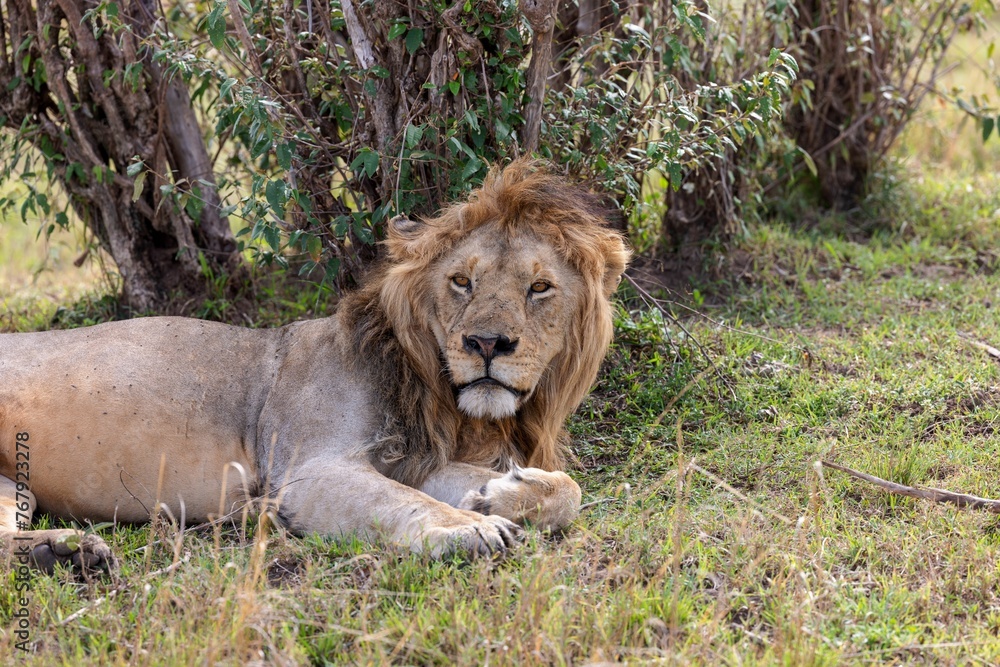 Powerful lion lying in a grassy savannah, surrounded by a verdant landscape of dense foliage Powerful lion lying in a grassy savannah, surrounded by a verdant landscape of dense foliage