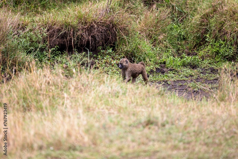 Baboon walking along a path through a grassy area with trees in the near background Baboon walking along a path through a grassy area with trees in the near background