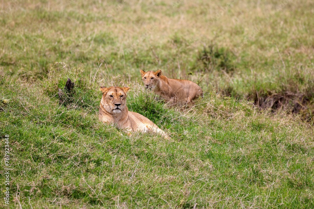 Fototapeta premium Group of lions lounging in the grassy savanna, basking in the sun