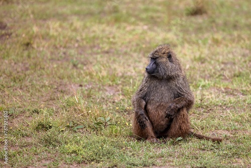 Baboon sitting in a grassy area in a savannah looking aside © Wirestock