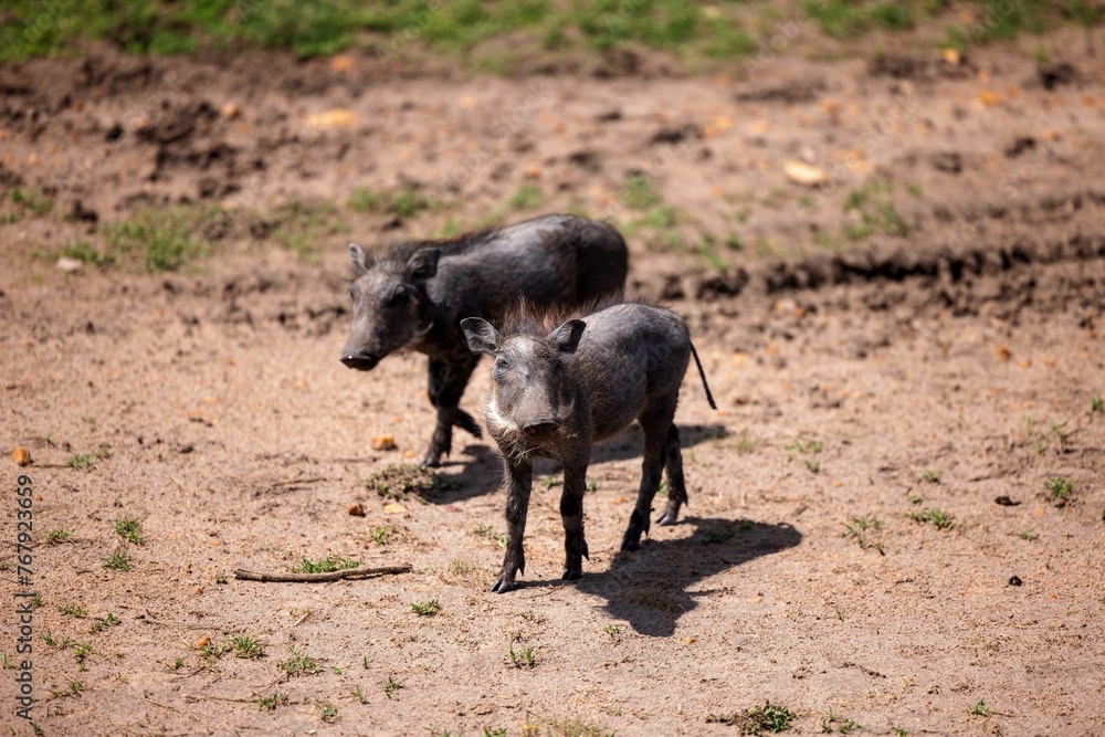 Black warthogs standing in a dirt field with a patch of lush green grass in the background Black warthogs standing in a dirt field with a patch of lush green grass in the background