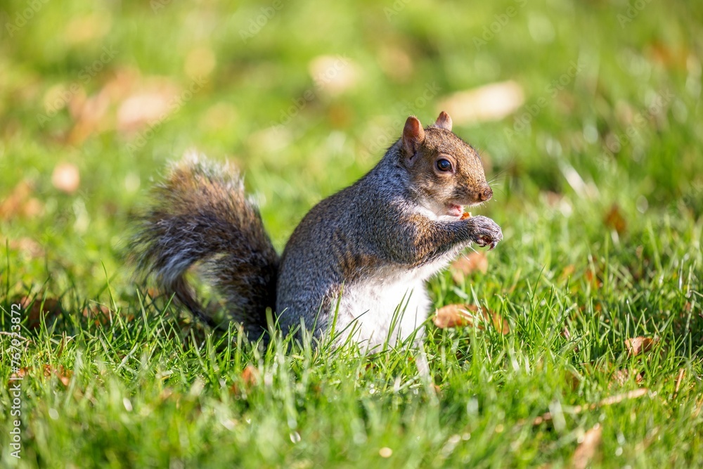 Brown squirrel stands in a grassy meadow on a sunny day Brown squirrel stands in a grassy meadow on a sunny day