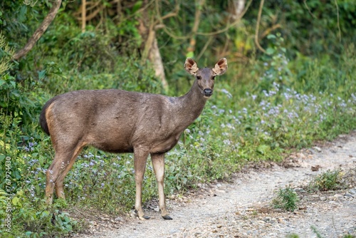 Fototapeta Naklejka Na Ścianę i Meble -  Closeup of a vibrant deer in a lush green forest  on a sunny day