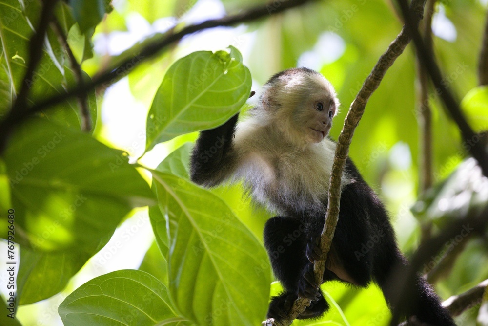 Capuchin monkey perched on a tree branch surrounded by lush foliage. Capuchin monkey perched on a tree branch surrounded by lush foliage.