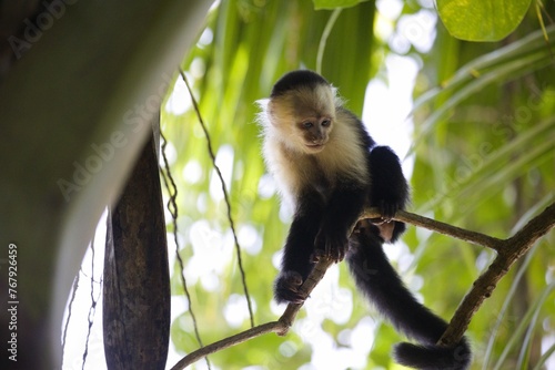 Canvas Print Capuchin monkey perched on a tree branch surrounded by lush foliage