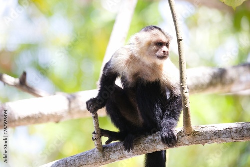 Capuchin monkey perched on a tree branch surrounded by lush foliage.