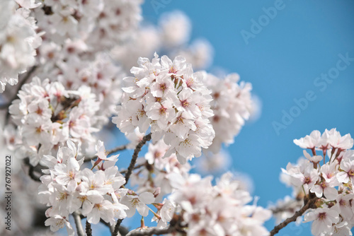 桜の花