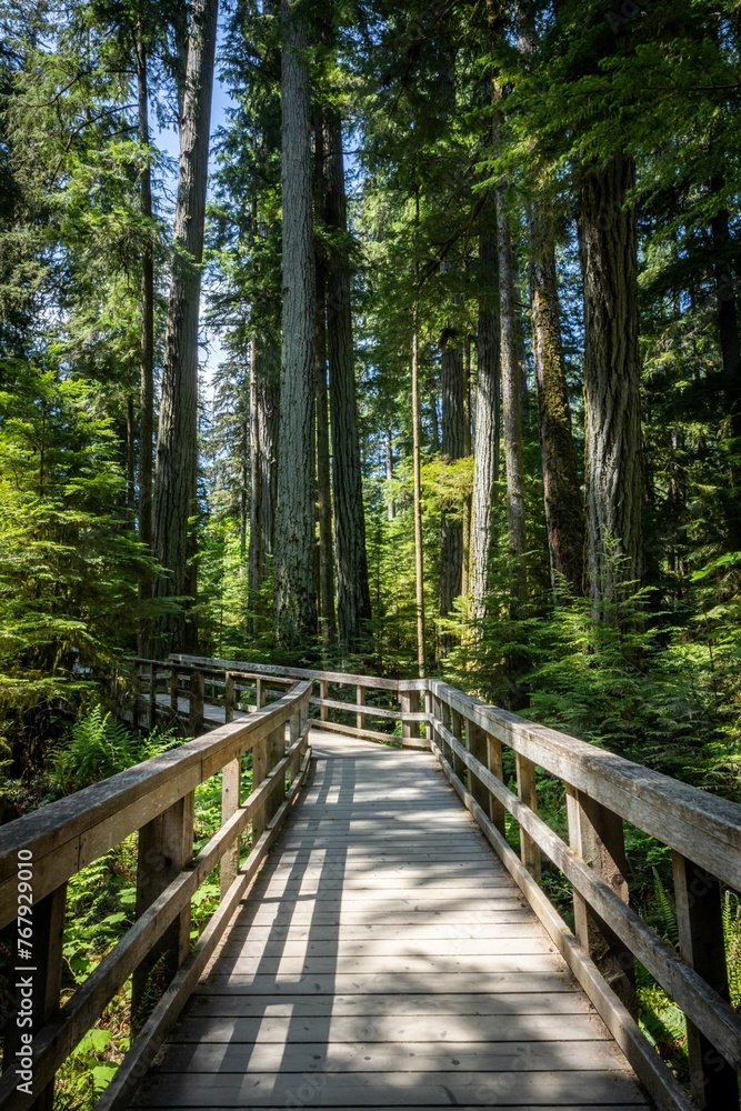 Fototapeta premium Walking trails winding through Cathedral Grove near Port Alberni on Vancouver Island