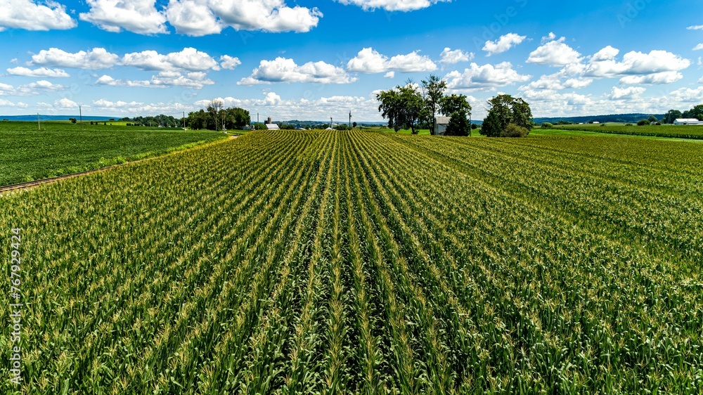 Drone Low Angle of Rows of Corn, Waiting to be Harvested, on a Sunny Summer Day