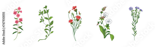 Meadow Fragrant Herb and Herbaceous Flowering Plant Vector Set