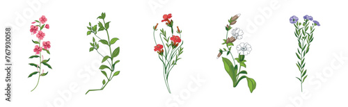 Meadow Fragrant Herb and Herbaceous Flowering Plant Vector Set