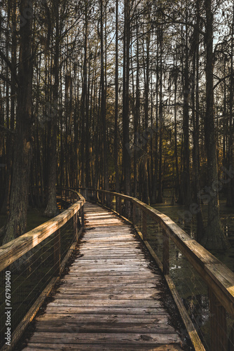 Wooden Bridge in the Forest going over the swamp marsh dark gloomy concept 