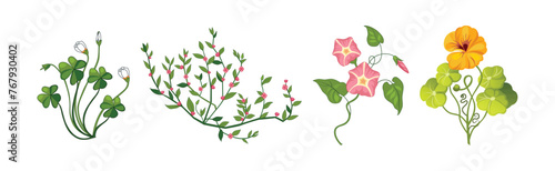 Meadow Fragrant Herb and Herbaceous Flowering Plant Vector Set