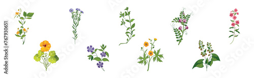 Meadow Fragrant Herb and Herbaceous Flowering Plant Vector Set