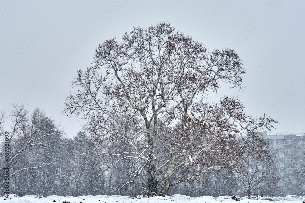 custom made wallpaper toronto digitalLandscape featured by snow-covered trees