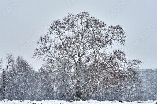 Wallpaper Mural Landscape featured by snow-covered trees Torontodigital.ca