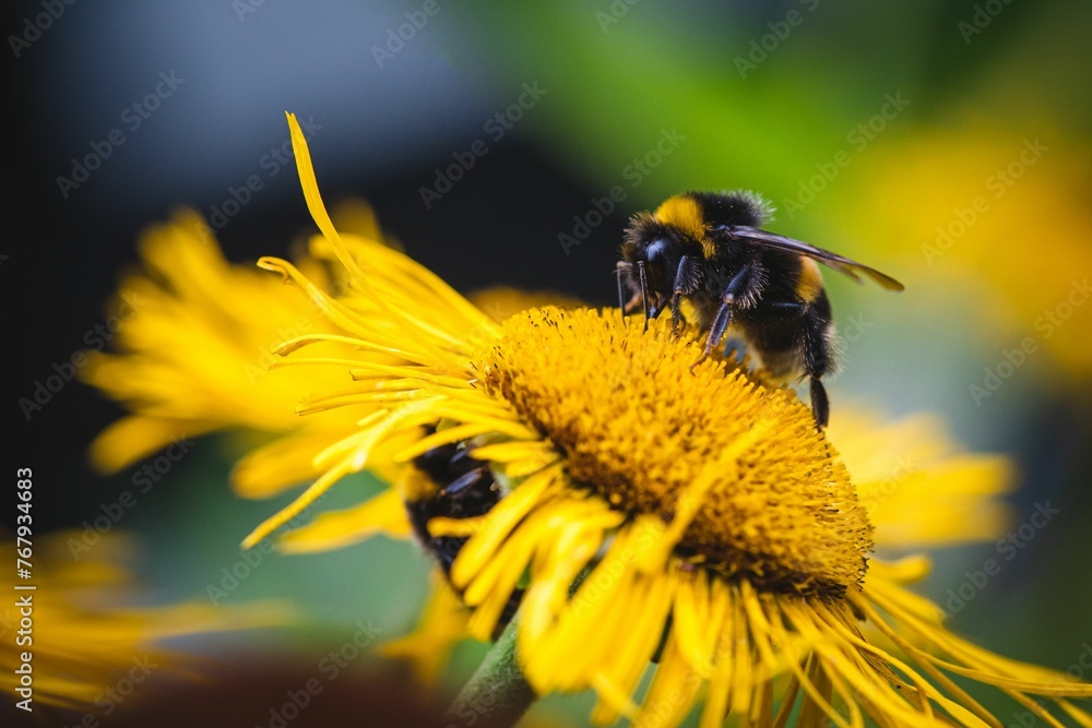 a bee sitting on top of a yellow flower near the center of it a bee sitting on top of a yellow flower near the center of it