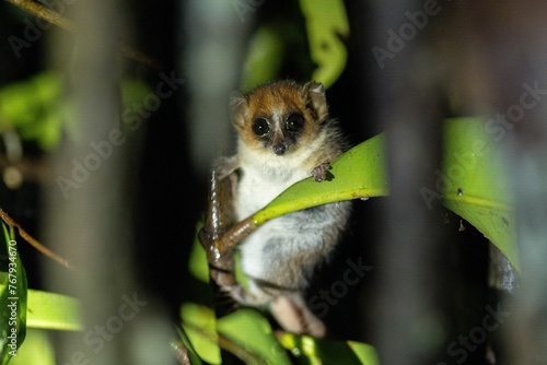 Mouse Lemur perched on a branch of a tree in Andasibe National Park, Madagascar photo