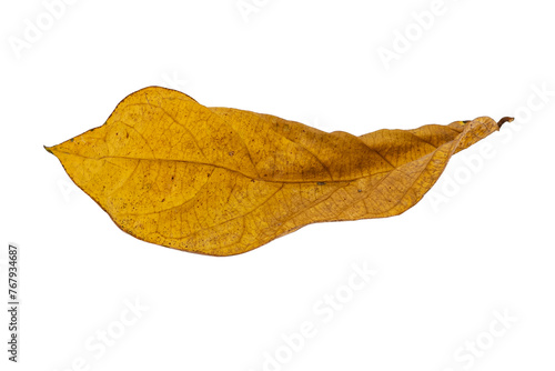 dry leaves on white background