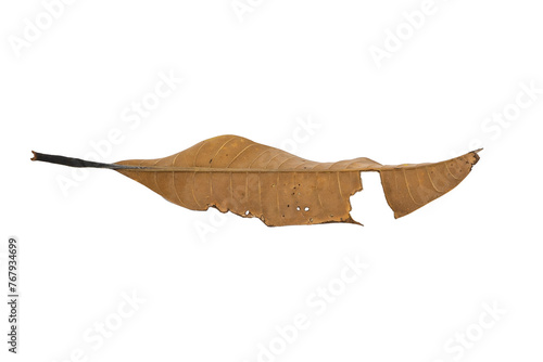 dry leaves on white background