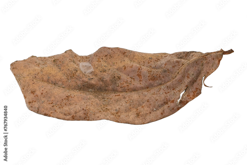 dry leaves on white background dry leaves on white background