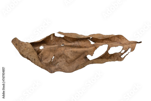 dry leaves on white background