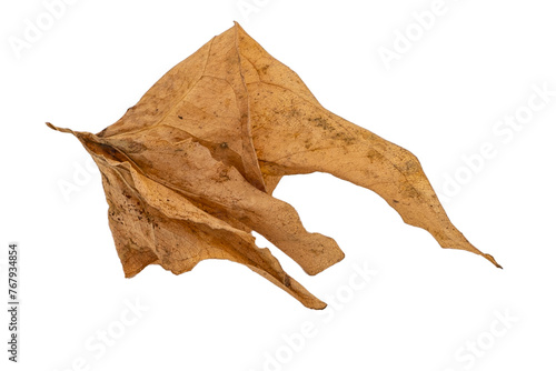 dry leaves on white background