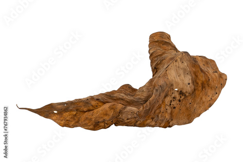 dry leaves on white background