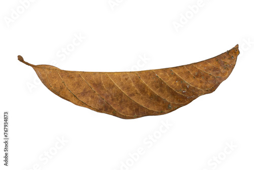 dry leaves on white background