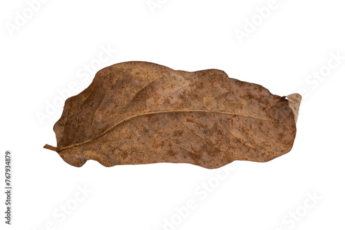 dry leaves on white background