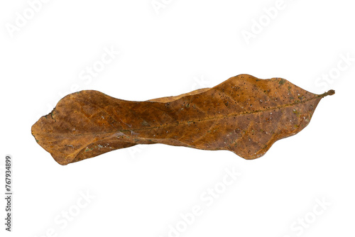 dry leaves on white background