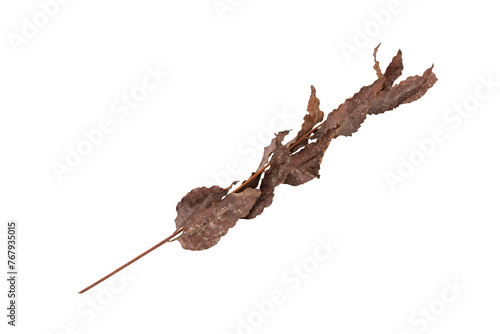 dry leaves on white background