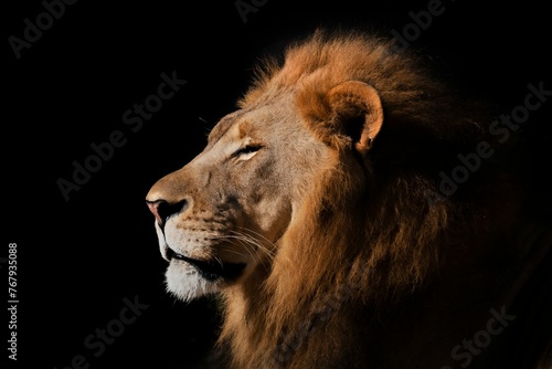 African Lion Panthera leo krugeri isolated on a black background